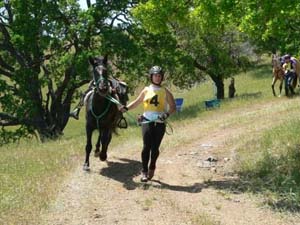 How to Trot Out Your Horse: the faster the better!