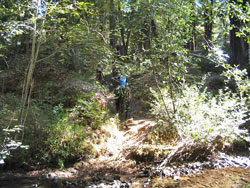 The Trail Home